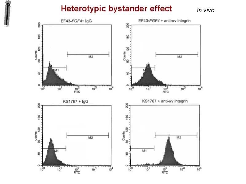 in vivo Heterotypic bystander effect